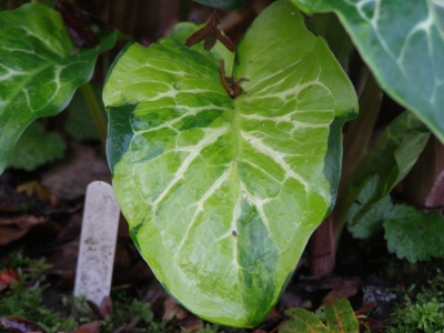 Arum italicum subsp. italicum 'Caroline Hayes